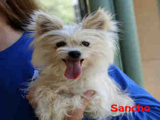 Maltipom Dogs for adoption in Santa Maria, CA, USA
