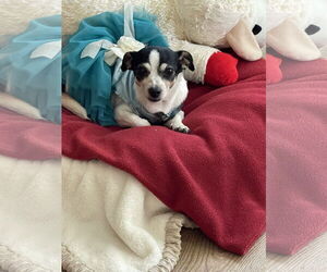 Chihuahua-Unknown Mix Dogs for adoption in Newport Beach, CA, USA