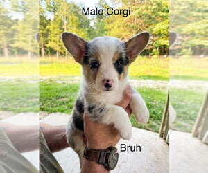 Mutt Dogs for adoption in Studio City, CA, USA