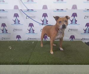 American Pit Bull Terrier Dogs for adoption in Orlando, FL, USA
