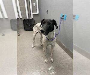 Great Dane-Unknown Mix Dogs for adoption in Las Vegas, NV, USA