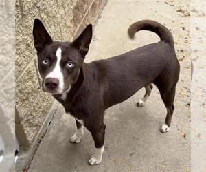 Mutt Dogs for adoption in Aurora, IL, USA