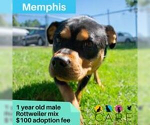 Rottweiler-Unknown Mix Dogs for adoption in Jefferson City, TN, USA