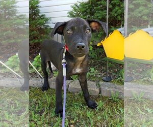 Labrador Retriever Dogs for adoption in Woodbury, NY, USA