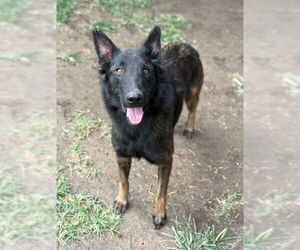 Mutt Dogs for adoption in Riverside, CA, USA