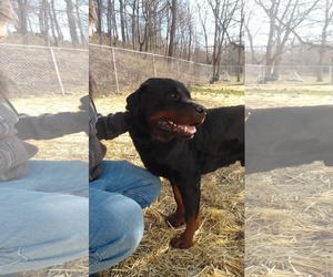 Rottweiler Dogs for adoption in Lewistown, PA, USA