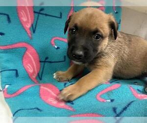 Mutt Dogs for adoption in HESPERIA, CA, USA