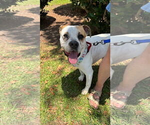 Bulloxer Dogs for adoption in Myrtle Beach, SC, USA