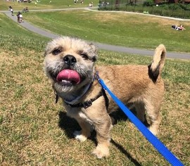 Shih Tzu Dogs for adoption in Bellevue, WA, USA