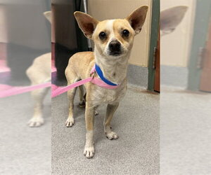 Chihuahua-Unknown Mix Dogs for adoption in Rancho Cucamonga, CA, USA