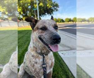 Mutt Dogs for adoption in Paso Robles, CA, USA