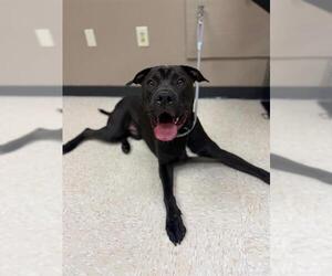 American Staffordshire Terrier-Unknown Mix Dogs for adoption in Conroe, TX, USA