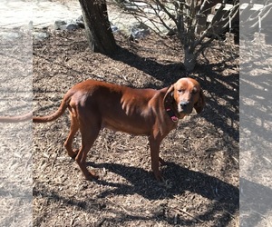 Redbone Coonhound Dogs for adoption in Mechanicsburg, PA, USA