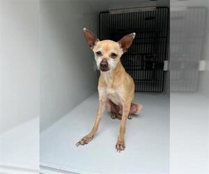 Chihuahua-Unknown Mix Dogs for adoption in Houston, TX, USA