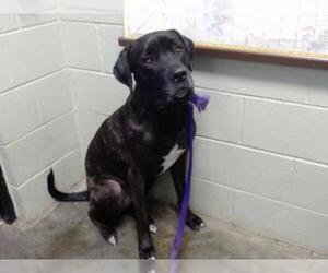 Mastador Dogs for adoption in Tulsa, OK, USA