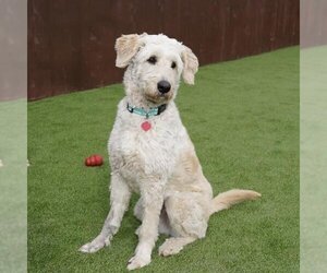 Goldendoodle (Miniature) Dogs for adoption in San Diego, CA, USA