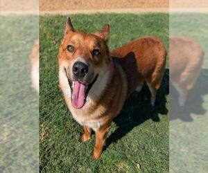 Shiba Inu-Unknown Mix Dogs for adoption in Plano, TX, USA