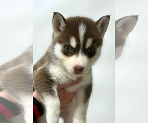 Siberian Husky Dogs for adoption in Matawan, NJ, USA