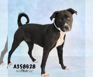 Staffordshire Bull Terrier Dogs for adoption in Conroe, TX, USA