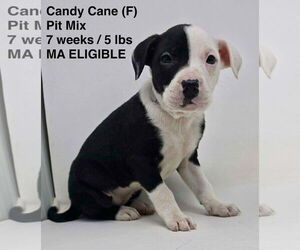 Mutt Dogs for adoption in pomfret, CT, USA