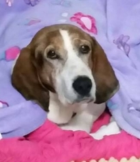 Treeing Walker Coonhound Dogs for adoption in St. Cloud, MN, USA