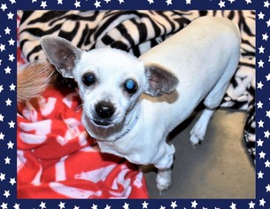 Chihuahua Dogs for adoption in San Jacinto, CA, USA