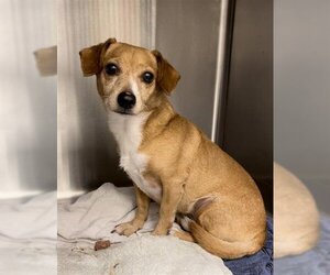 Chihuahua Dogs for adoption in Rosenberg, TX, USA