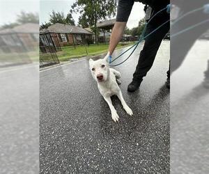 - Mix Dogs for adoption in Houston, TX, USA