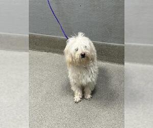 Chihuahua-Poodle (Toy) Mix Dogs for adoption in Las Vegas, NV, USA