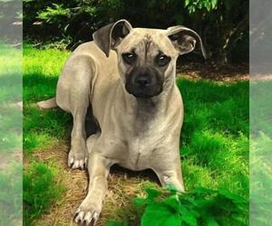 Chug Dogs for adoption in San Diego, CA, USA