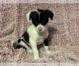 Border Collie-Unknown Mix Dogs for adoption in New Hampton, NY, USA