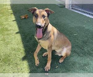 German Shepherd Dog-Unknown Mix Dogs for adoption in Corona, CA, USA