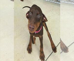 Doberman Pinscher-Unknown Mix Dogs for adoption in Waterford, VA, USA