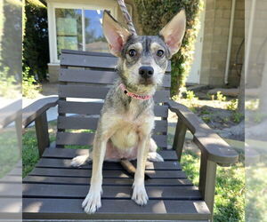 German Shepherd Dog-Unknown Mix Dogs for adoption in Long Beach, CA, USA