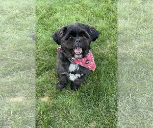 Shih Tzu-Unknown Mix Dogs for adoption in Rochester, NY, USA
