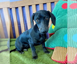 Dachshund-Unknown Mix Dogs for adoption in Genesee, WI, USA