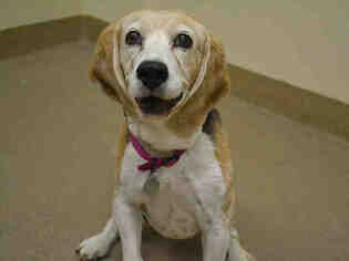 Beagle Dogs for adoption in Aurora, CO, USA
