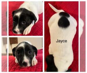 American Bulldog-Labrador Retriever Mix Dogs for adoption in Mechanicsburg, PA, USA