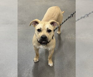 Boxer-Unknown Mix Dogs for adoption in Forestville, MD, USA