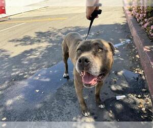 American Pit Bull Terrier Dogs for adoption in Riverside, CA, USA