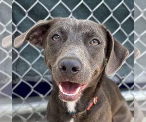 Dachshund-Unknown Mix Dogs for adoption in Jefferson, WI, USA