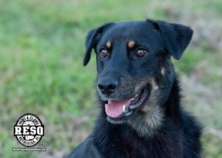 Mutt Dogs for adoption in Tuskegee, AL, USA