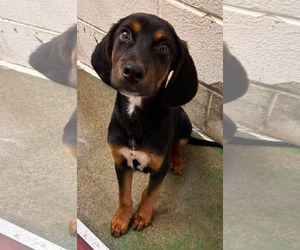 Mutt Dogs for adoption in Rustburg, VA, USA