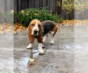 Basset Hound Dogs for adoption in Petaluma, CA, USA