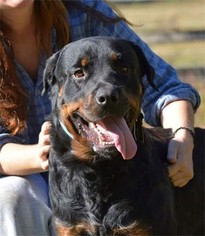 Small Rottweiler