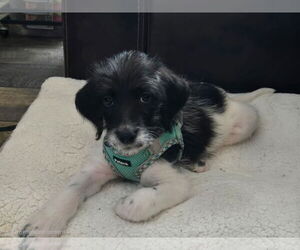 Poodle (Standard)-Retriever  Mix Dogs for adoption in Plainfield, IL, USA