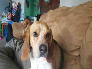 Beagle Dogs for adoption in Ames, IA, USA