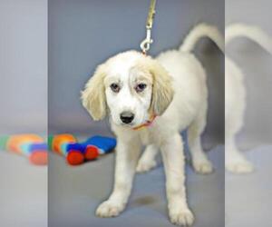 Golden Pyrenees Dogs for adoption in Holly Springs, MS, USA