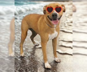 Golden Retriever-Unknown Mix Dogs for adoption in Mt. Laurel, NJ, USA