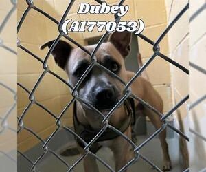 American Pit Bull Terrier-Unknown Mix Dogs for adoption in Tulsa, OK, USA